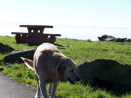 Arcata Marsh