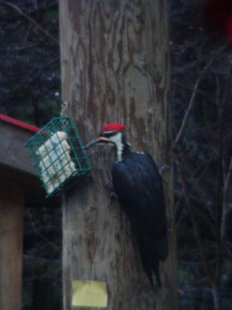 my friend Anne's pet woodpecker