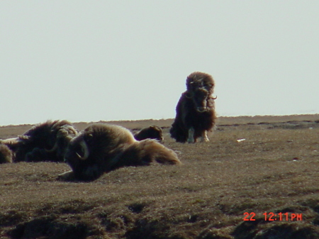 Musk Ox North slope of Alaska