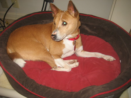 Tigger,   our Basenji