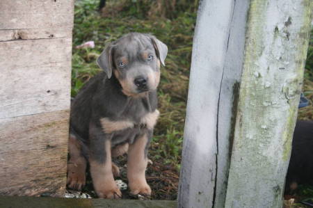 max our new puppy