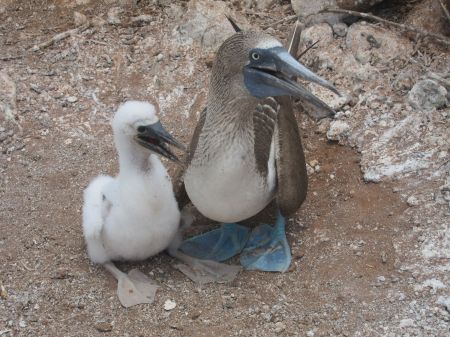 2010 0928 Seymore Is. Blue Footed Booby & Chic