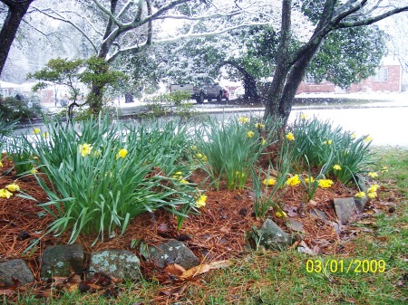 pine isle with daffodils blooming