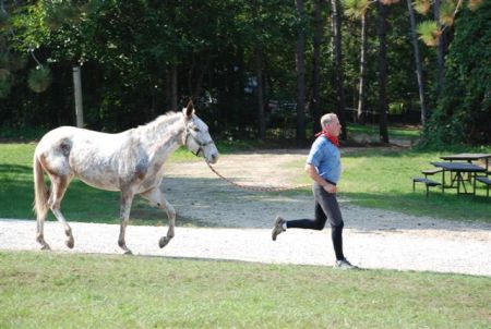 Trotting out Miss Molly Mule