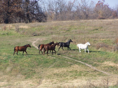 OUR HORSES