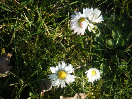 The years first daisies!