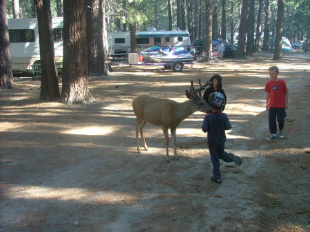 feding deer at twin lakes