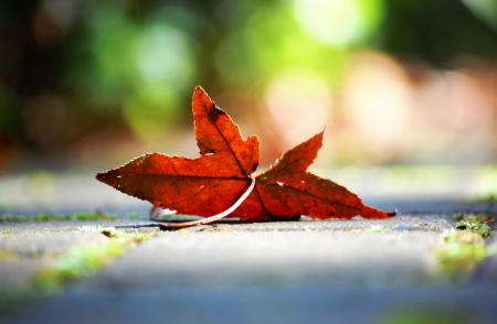 heather's leaf