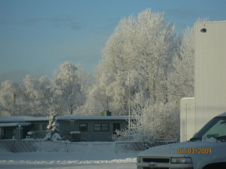 All the Trees are white and about -27degrees