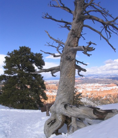 Bryce canyon