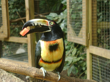 Copan-Macaw Moutain