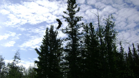 Alaska 2008