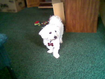 Snowball my Maltese