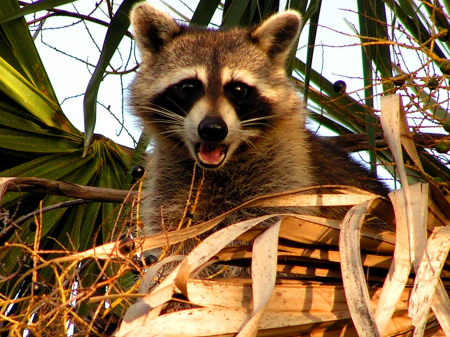 Raccoon in tree eating palm berries