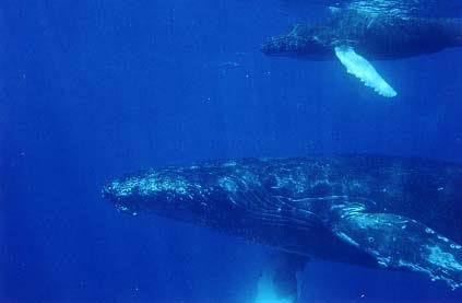 swimming with whales