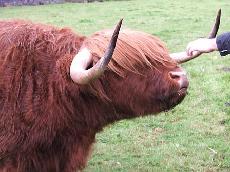 A Hairy Cow - or Coo if you are Scottish.