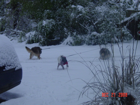 Duchess, Cricket & Baxter in the snow