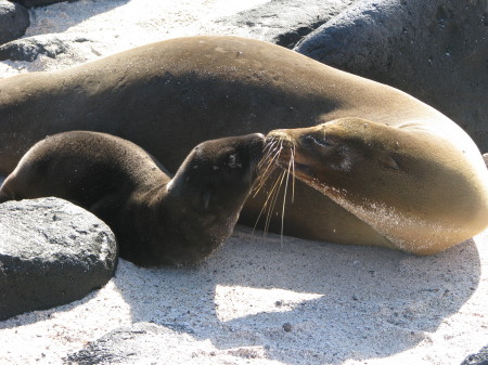 Sea Lion & pup