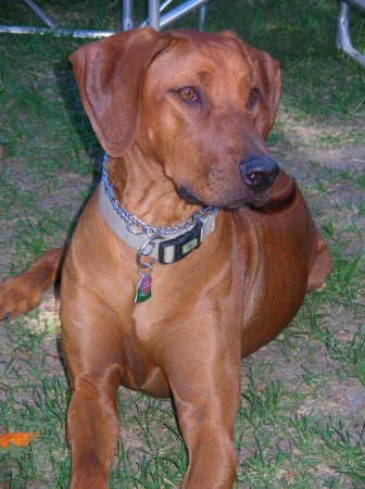 sophie-my little rhodesian ridgeback