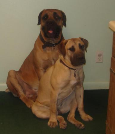 Samson & Delilah our South African Boerboels