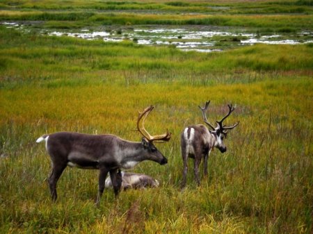 Caribou Herd ~ Kenai River Flats