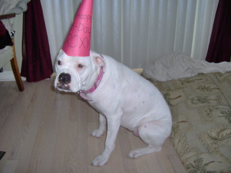 Roxy on her 1 year birthday