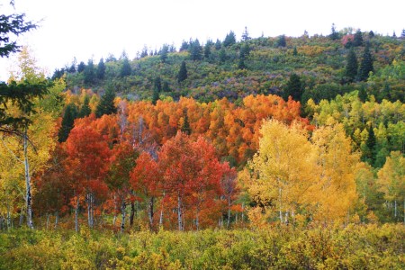 Fall in Utah