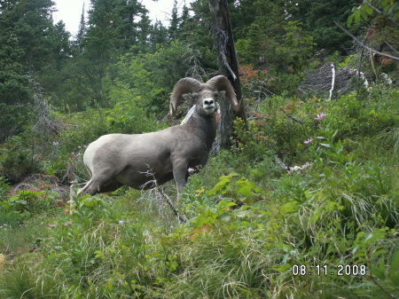 Glacier Park Montana