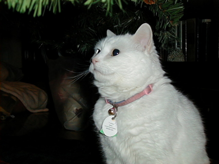 Biancia admiring the Christmas tree