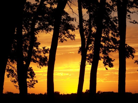 sunset at the park