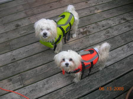 Puppies in life vests