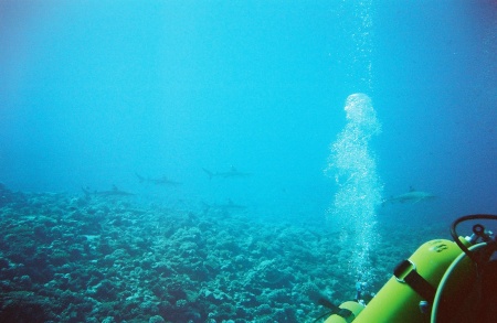 Sharks, Moorea, French Polynesia. Love it.