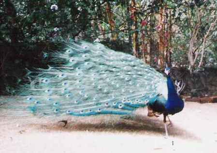 peacock