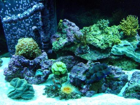 Left side of corals areas