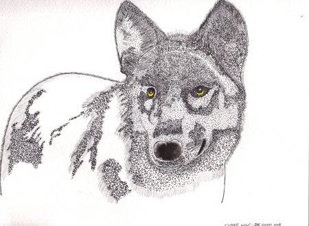 Timberwolf - watercolor& ink