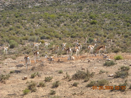 Spring Bucks