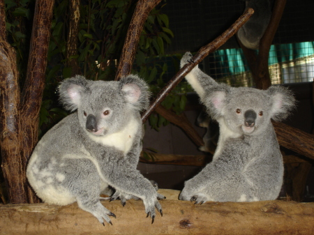 Koalas in May
