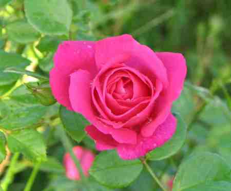 perfect pink rose