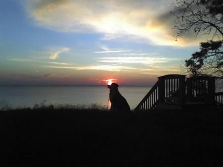 Even My Dog Mollie Enjoys our Nightly SunSet