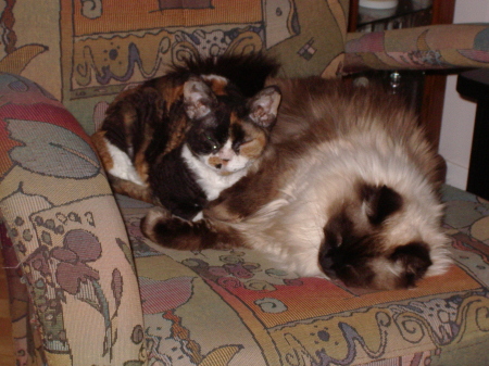 Minnow and Lizzy lounging