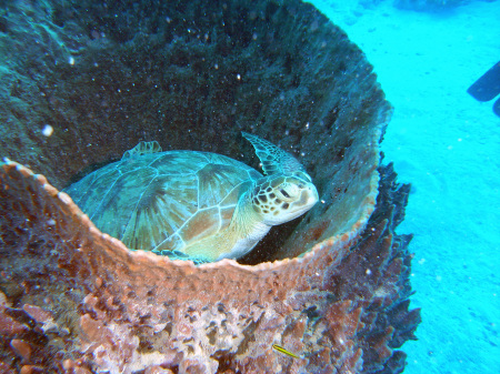 turtle in barrel sponge