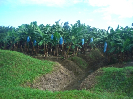 Banana plantation in Costa Rica