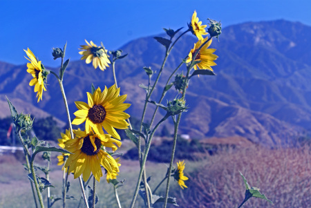 Sunflowers   My Art is within photos