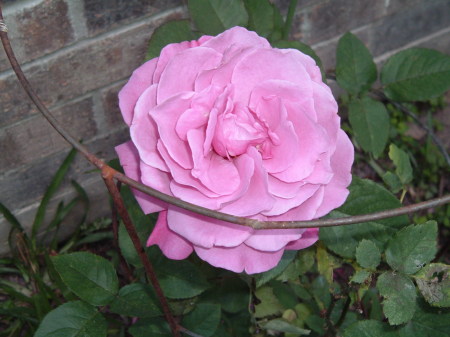 My Rose Garden