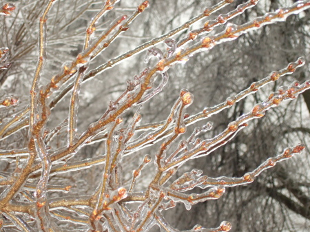 January 2009 Ice Storm