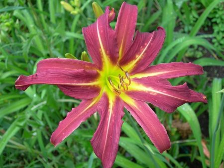 Daylily 'Dark Star'