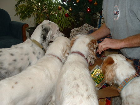 Christmas for the dogs