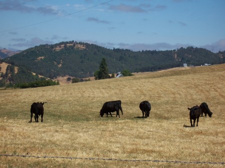 Field of cows