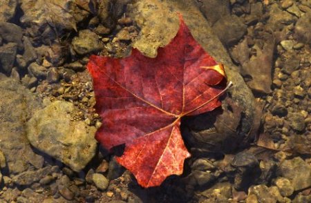 Fall Leaves