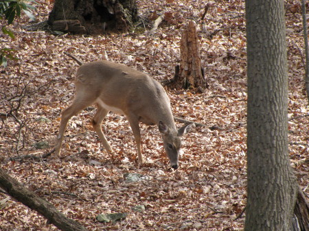 My backyard